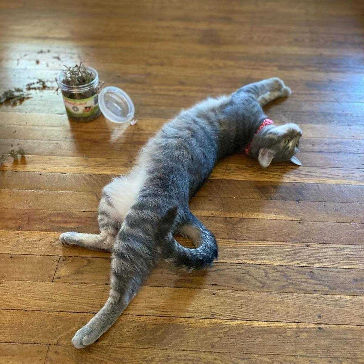 Catnip Buds S328591