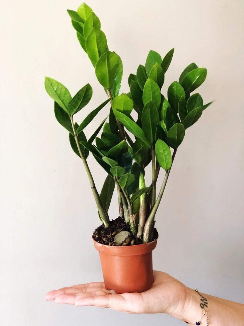 4 Inch Zamioculcas Zamiifolia Live Plant P232