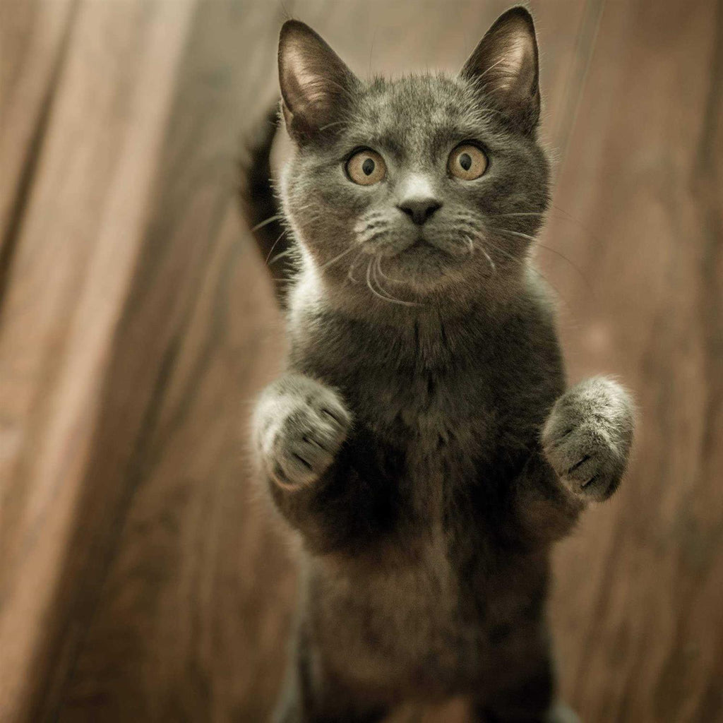Digestive Support for Cats T2051