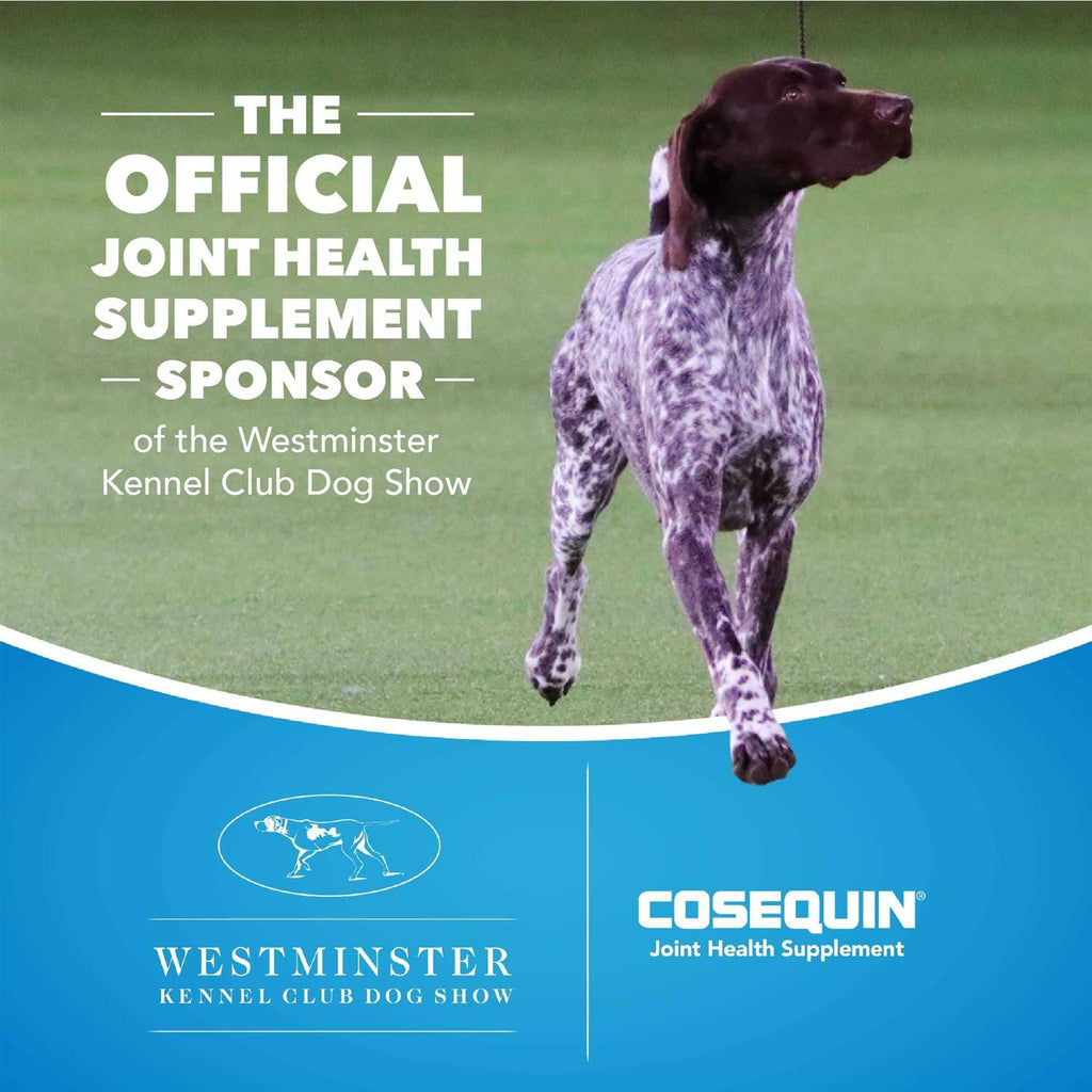 Maximum Strength MSM & HA for Dogs O593357