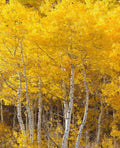20 Bareroot Quaking Aspen Trees 18-24 Inches Tall K794213
