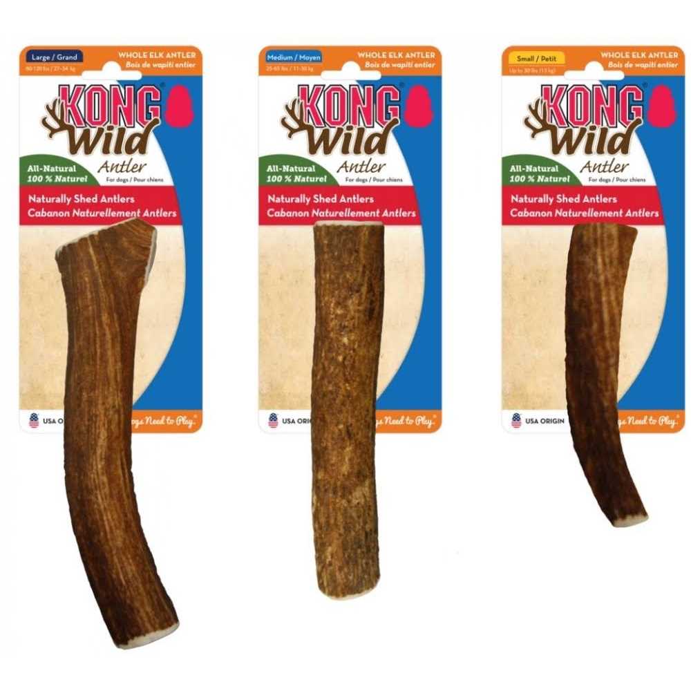 Whole Wild Elk Antler W5840