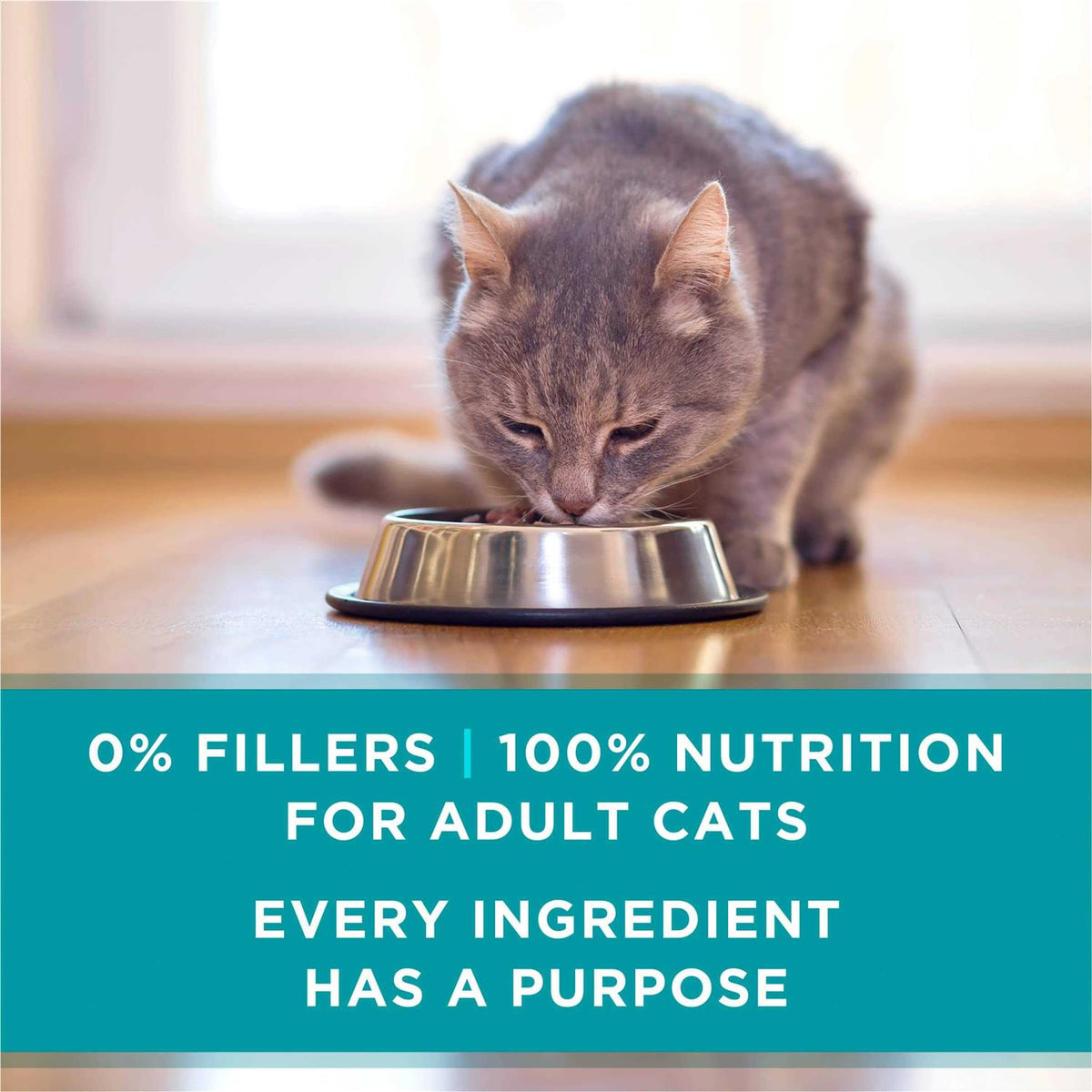 Wet Cat Food A956496