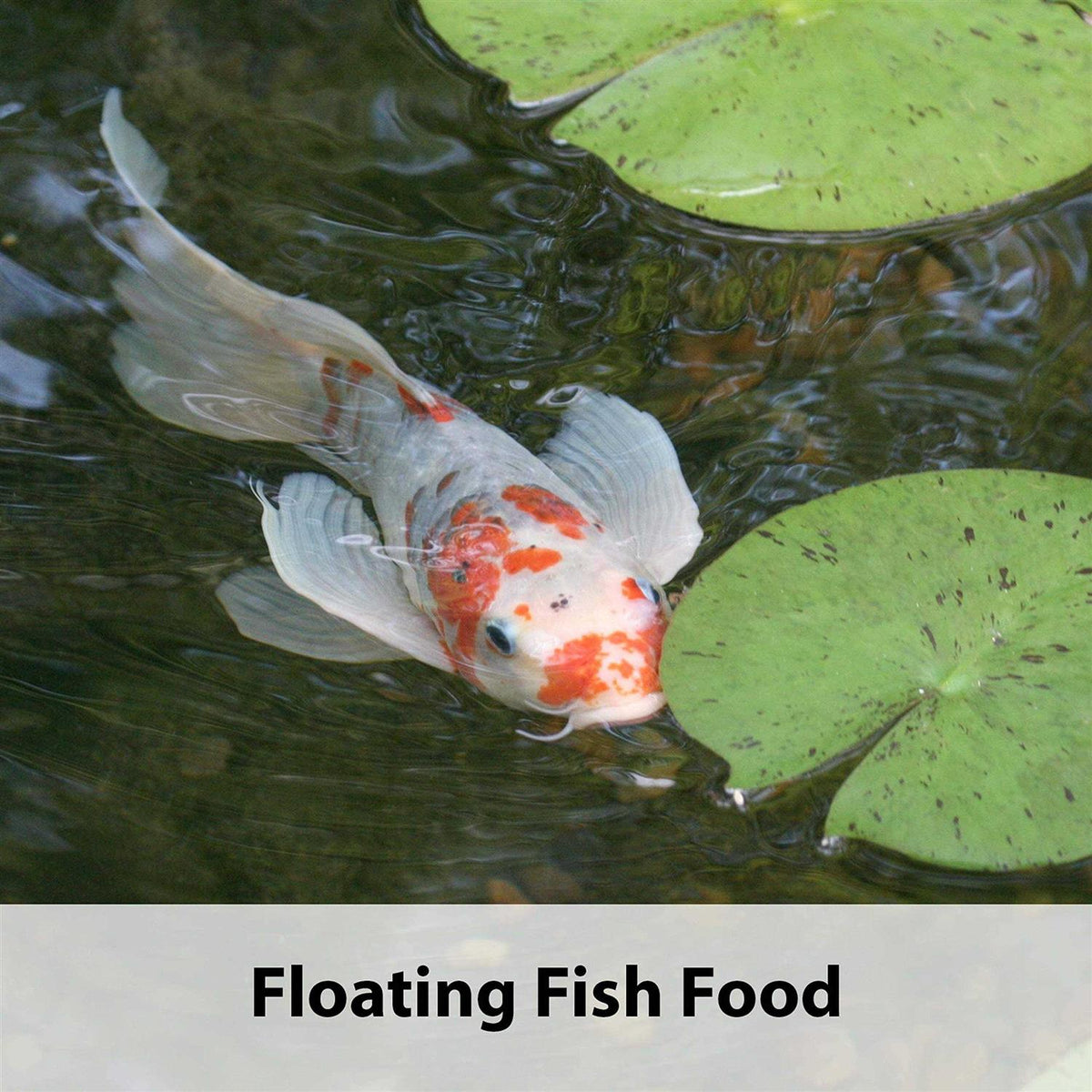 Premium Fish Food M465
