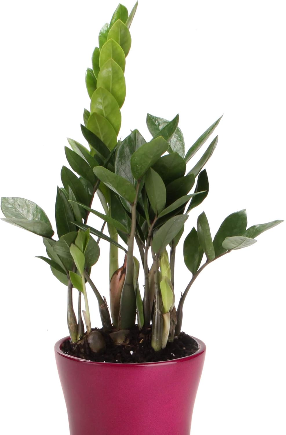 4 Inch Zamioculcas Zamiifolia Live Plant P232