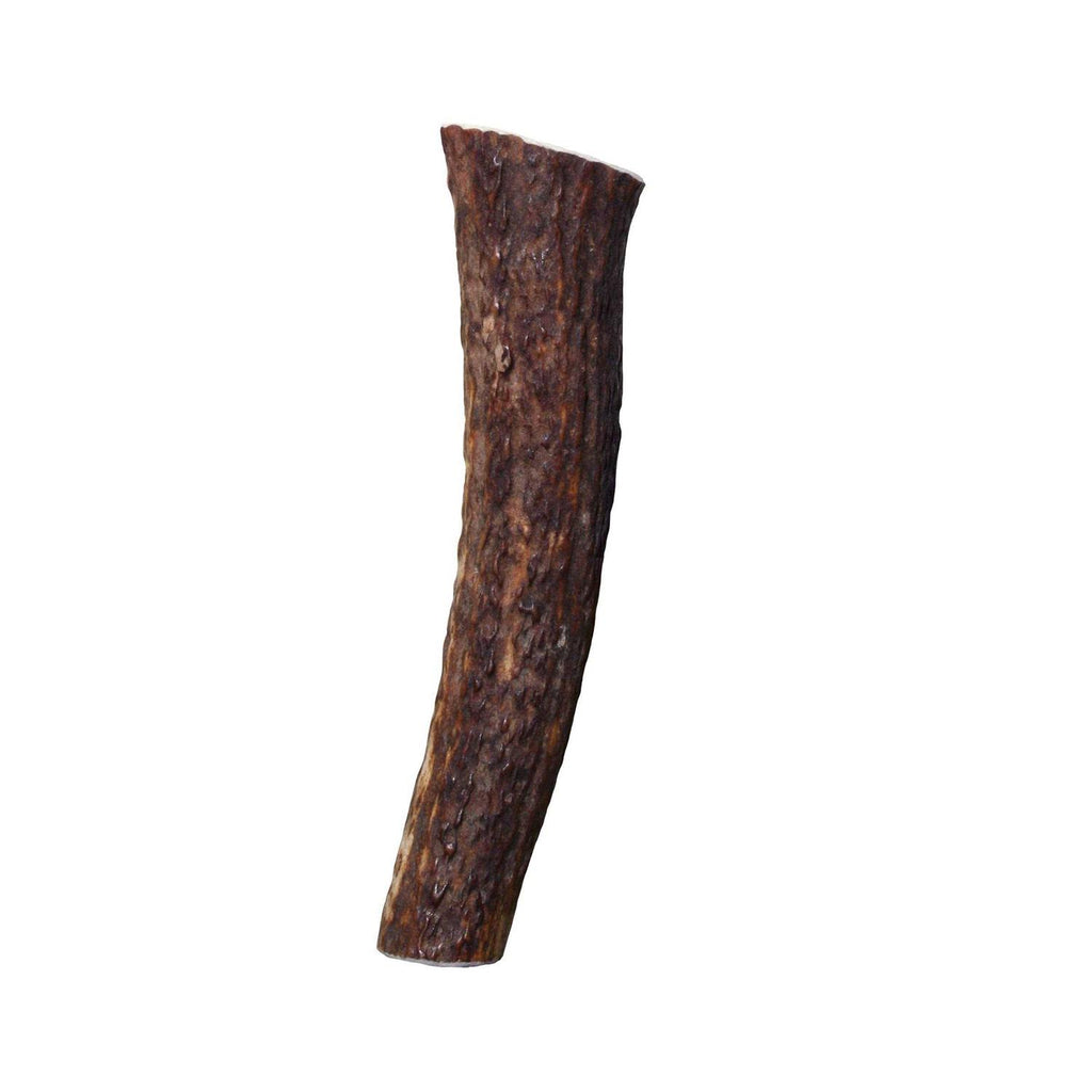 Whole Wild Elk Antler W5840