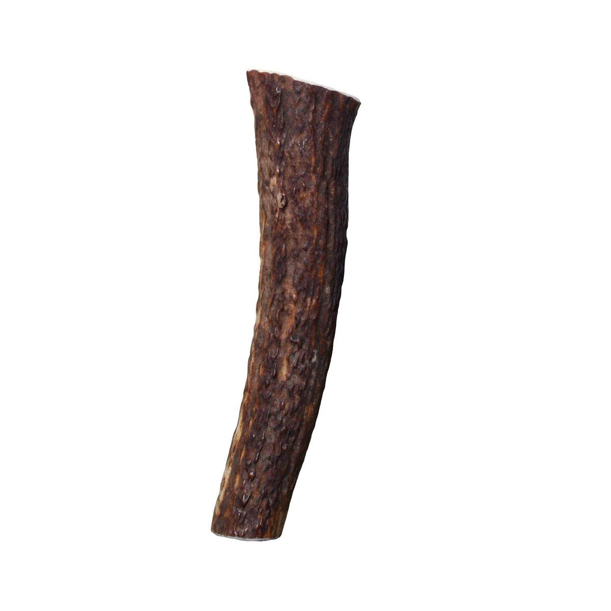 Whole Wild Elk Antler W5840