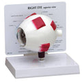 Full Eye Model F422