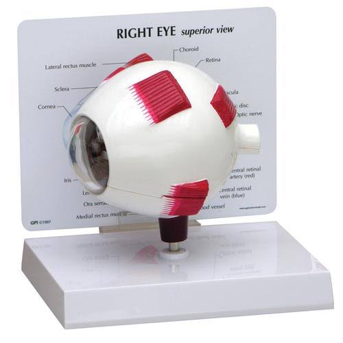 Full Eye Model F422