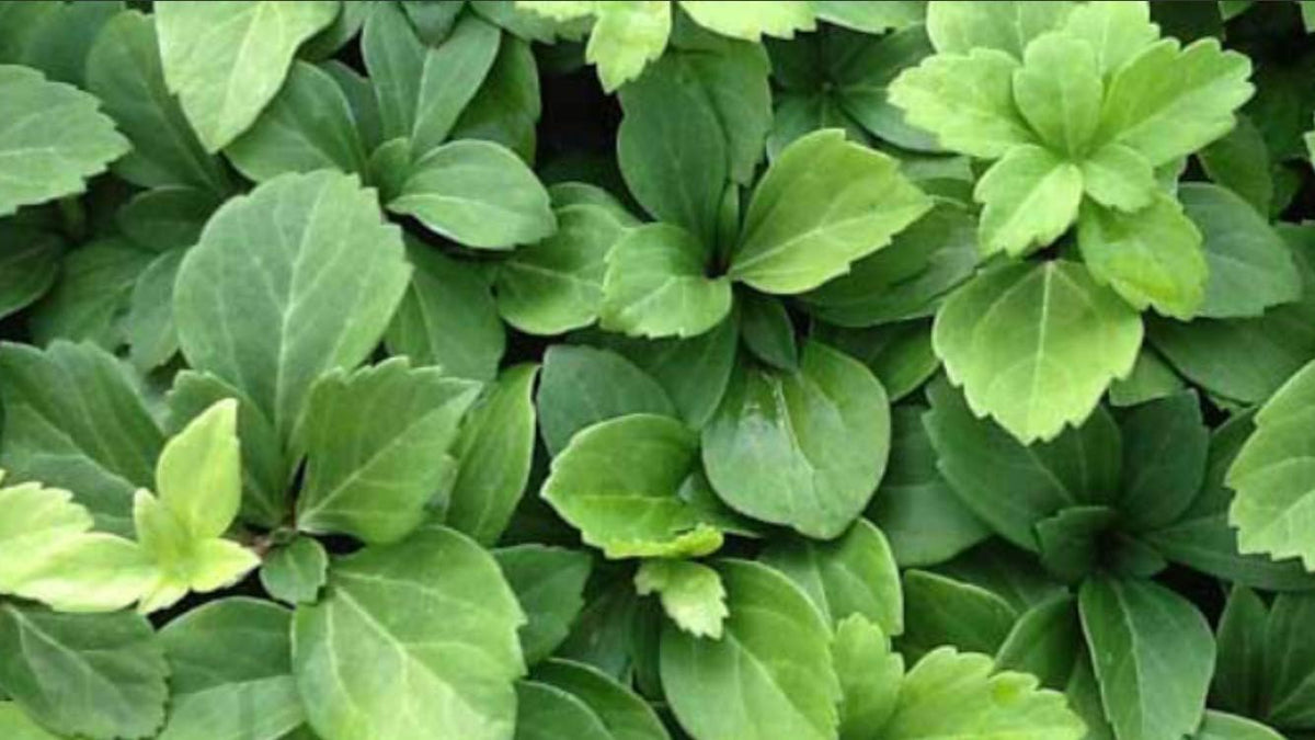 100 Bare Root Japanese Spurge Groundcover Plants H36037