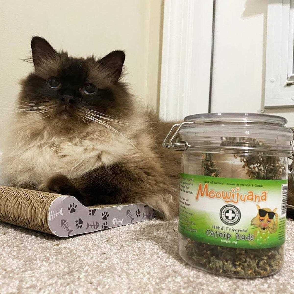 Catnip Buds S328591
