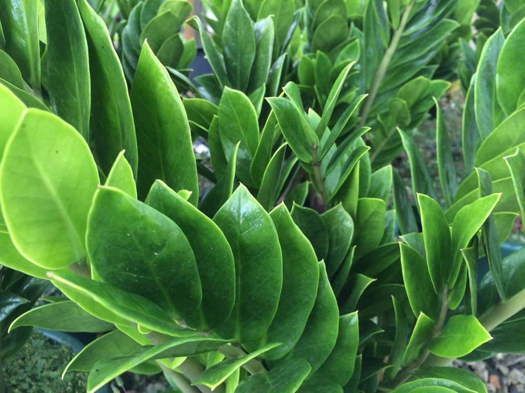 4 Inch Zamioculcas Zamiifolia Live Plant P232