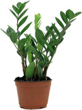 4 Inch Zamioculcas Zamiifolia Live Plant P232