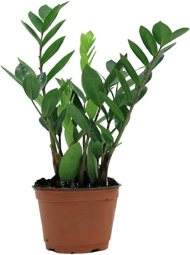 4 Inch Zamioculcas Zamiifolia Live Plant P232