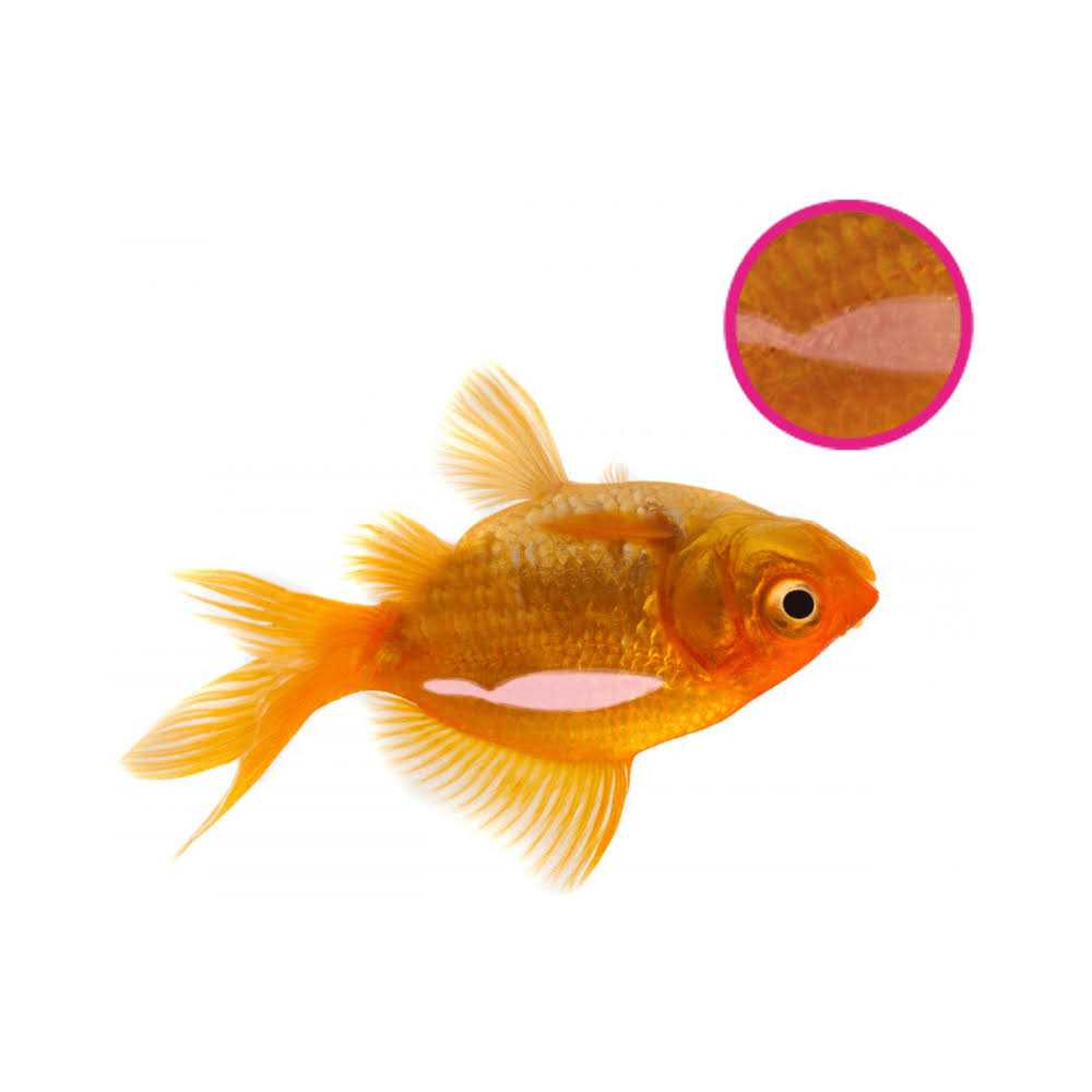 Swimbladder 134 GR F6537