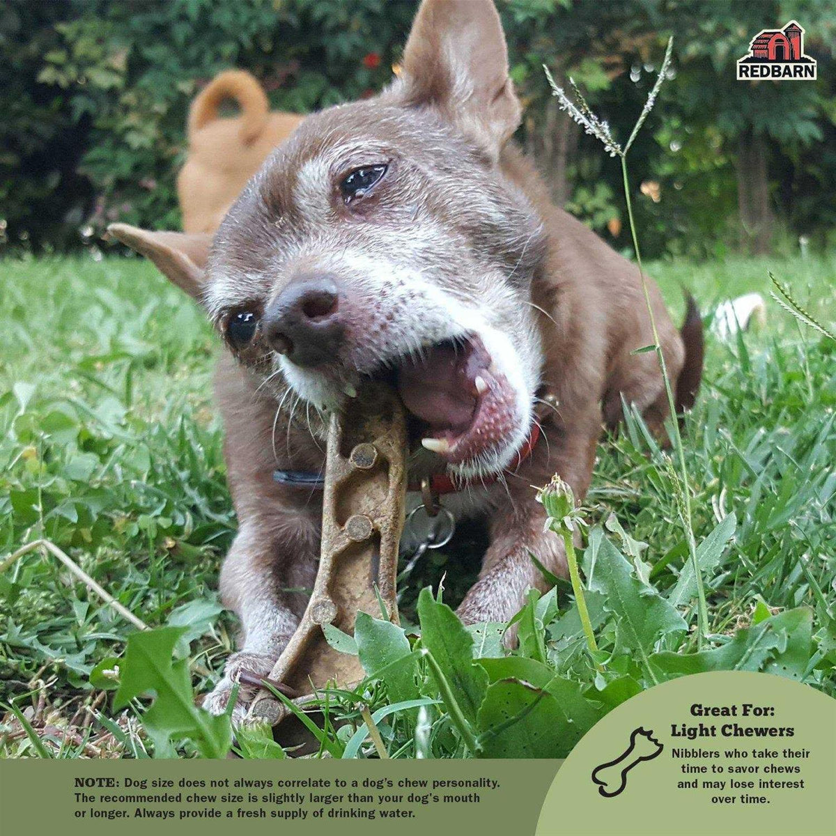 Dental Dog Chew K3035