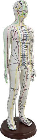 Acupuncture Model Human Body Model PVC with Base T600320