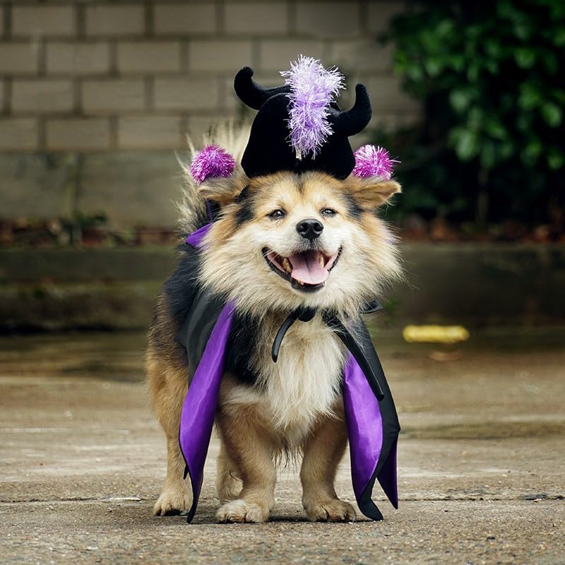 Pet Vampire Costume with Bat Wing Cape and Witch Hat N24656